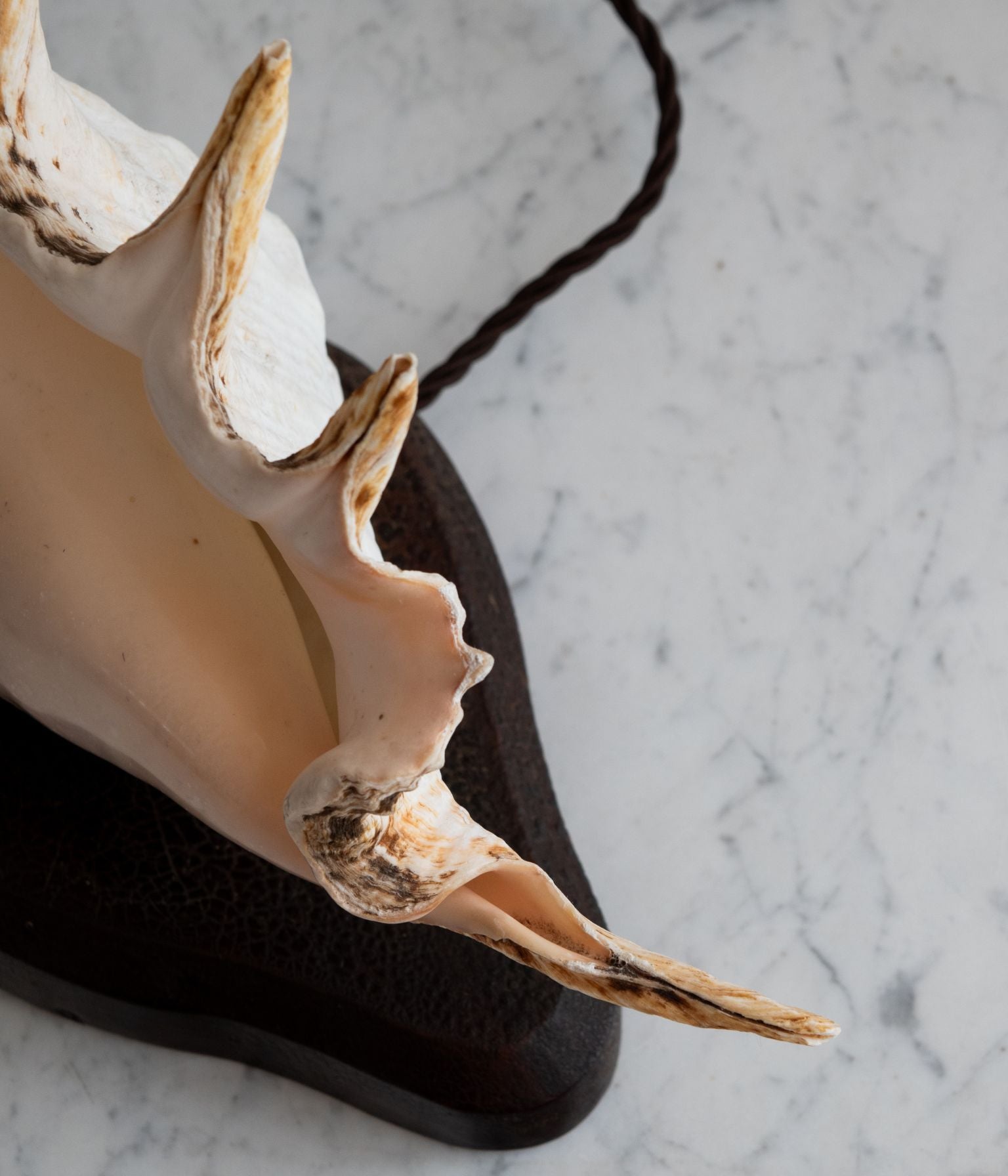 Vintage Conch Shell Table Lamp on Walnut Base