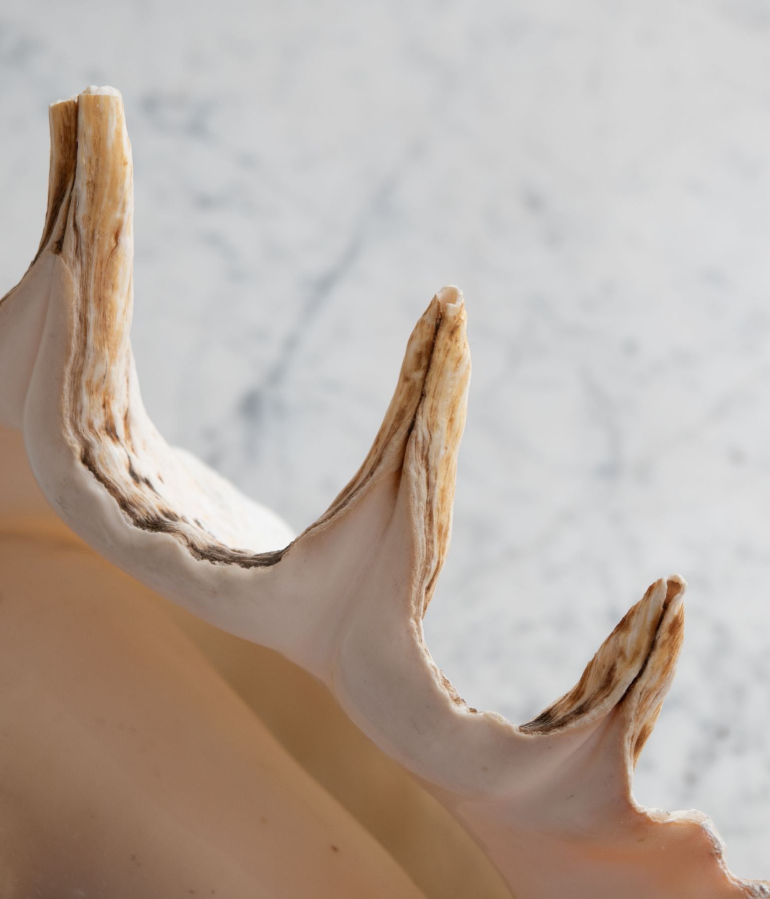 Vintage Conch Shell Table Lamp on Walnut Base