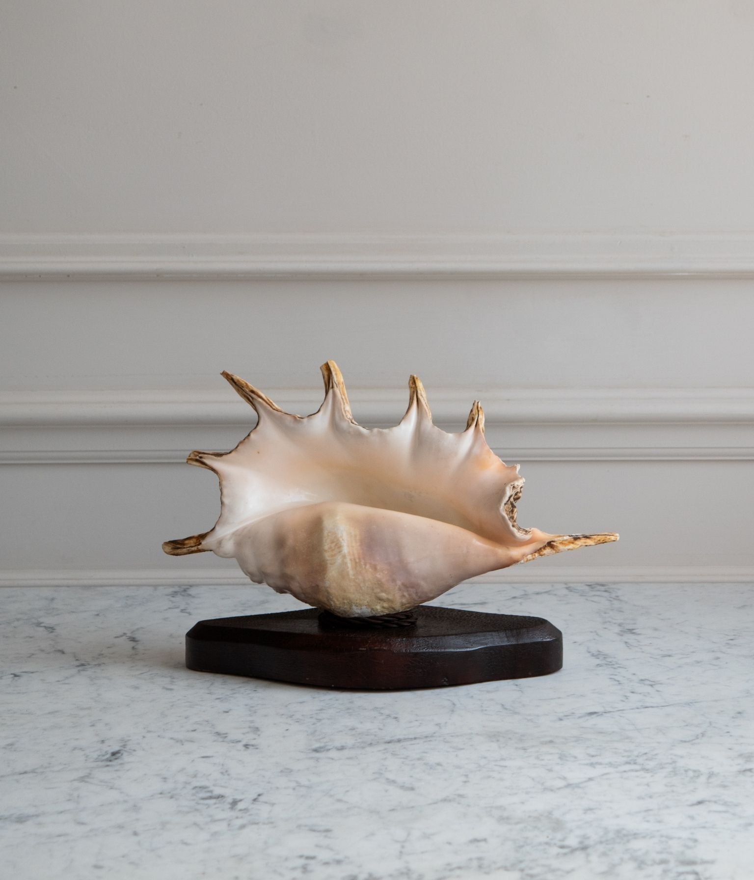 Vintage Conch Shell Table Lamp on Walnut Base